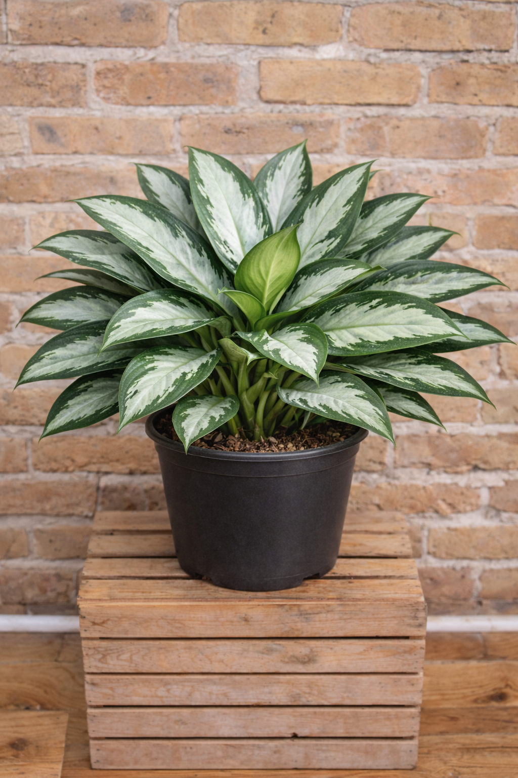 Aglaonema ‘Lumina’ (Chinese Evergreen)