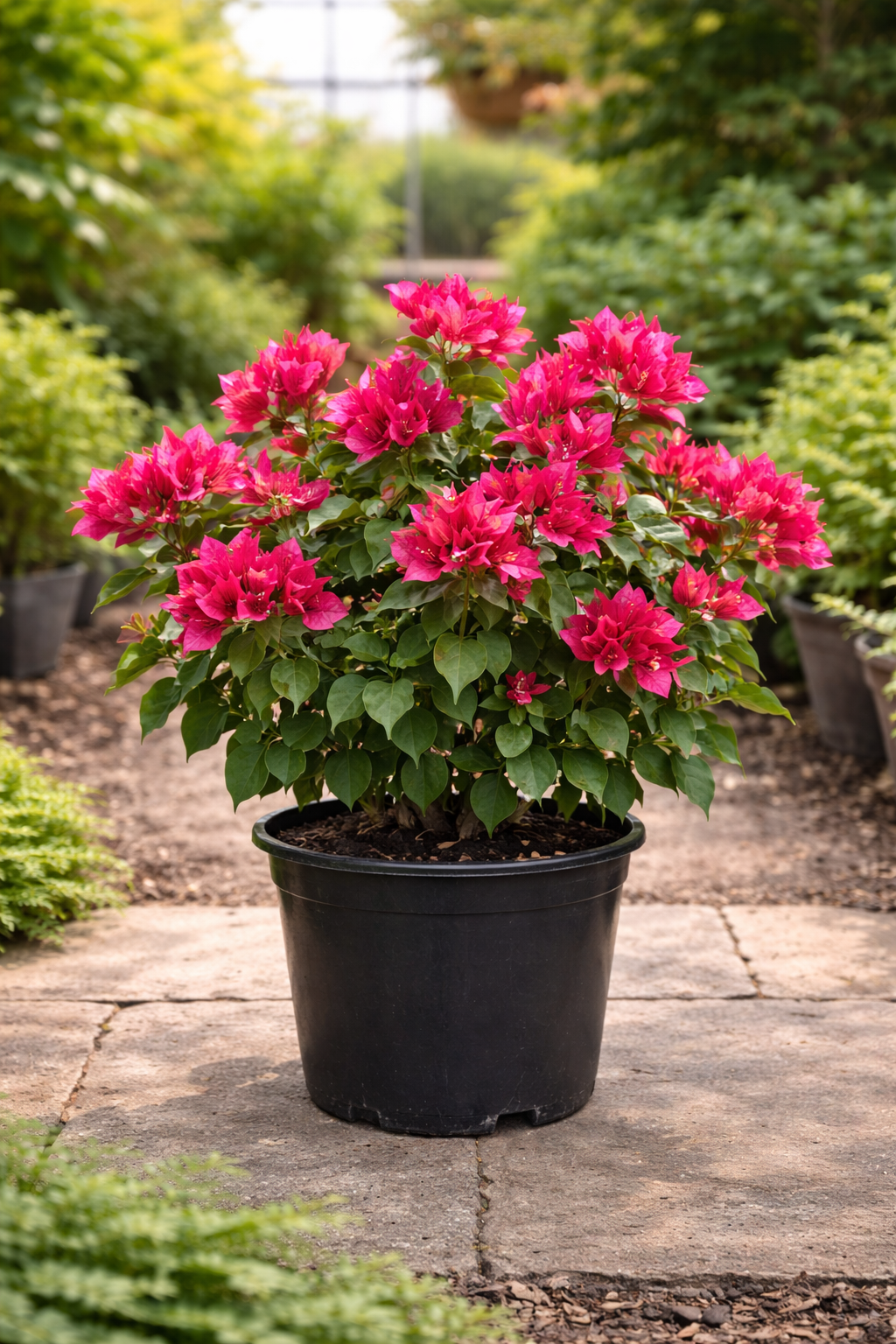 Bougainvillea ‘Barbara Karst’