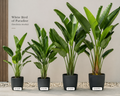 White Bird of Paradise - (Strelitzia nicolai)