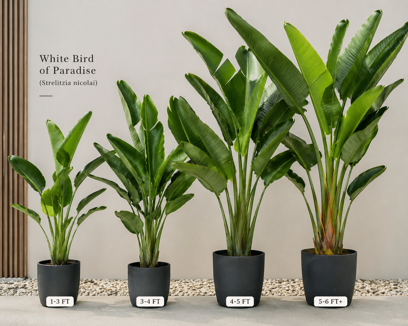 White Bird of Paradise - (Strelitzia nicolai)