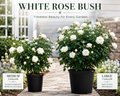 White Rose Bush (Rosa spp.)