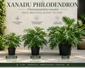 Xanadu Philodendron (Thaumatophyllum xanadu)