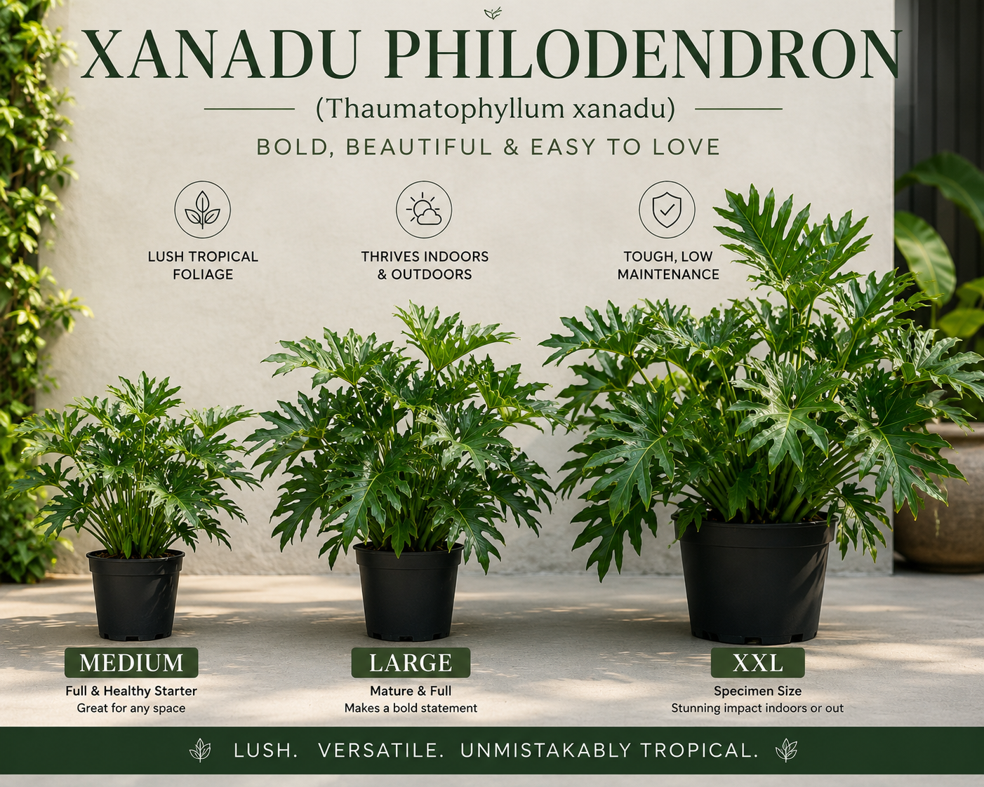 Xanadu Philodendron (Thaumatophyllum xanadu)