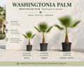 Washingtonia Palm / Mexican Fan Palm (Washingtonia robusta)