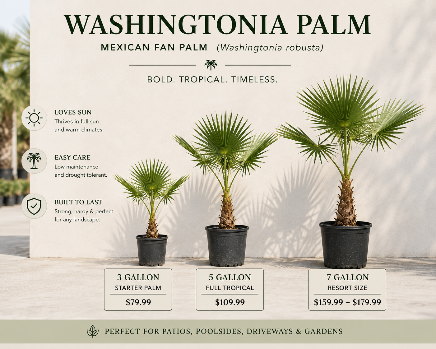Washingtonia Palm / Mexican Fan Palm (Washingtonia robusta)