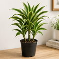 Warneckii Dracaena (Dracaena fragrans ‘Warneckii’)