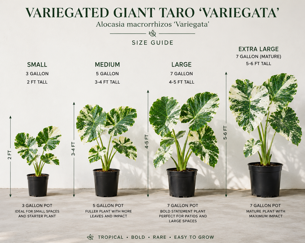 Variegated Giant Taro / Elephant Ear ‘Variegata’ (Alocasia macrorrhizos ‘Variegata’)