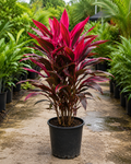 Ti Plant ‘Red Sister’ (Cordyline fruticosa ‘Red Sister’)
