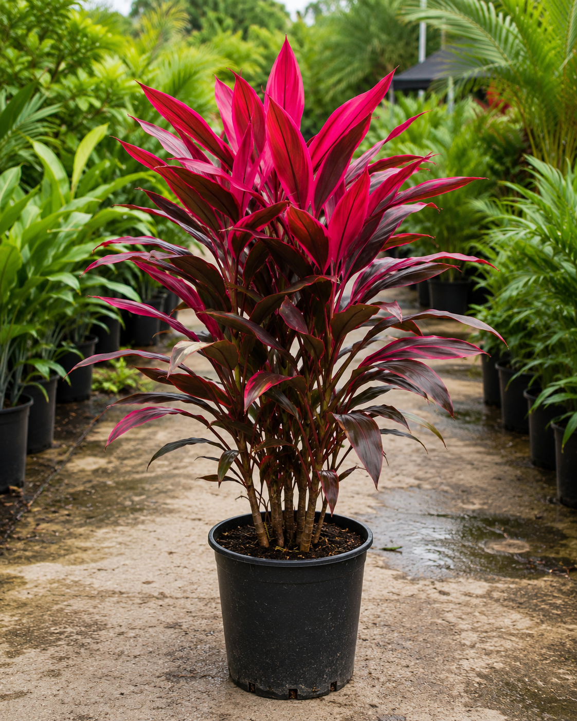 Ti Plant ‘Red Sister’ (Cordyline fruticosa ‘Red Sister’)