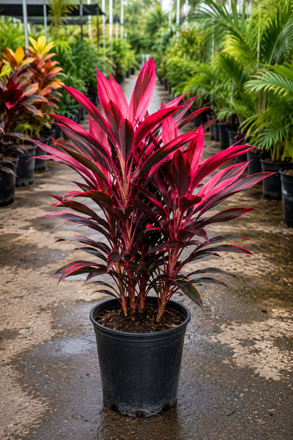 Ti Plant ‘Hot Pepper’ (Cordyline fruticosa ‘Hot Pepper’)