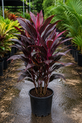 Ti Plant ‘Auntie Lou’ (Cordyline fruticosa ‘Auntie Lou’)