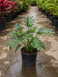 Split-Leaf Philodendron ‘Xanadu’ (Thaumatophyllum xanadu)