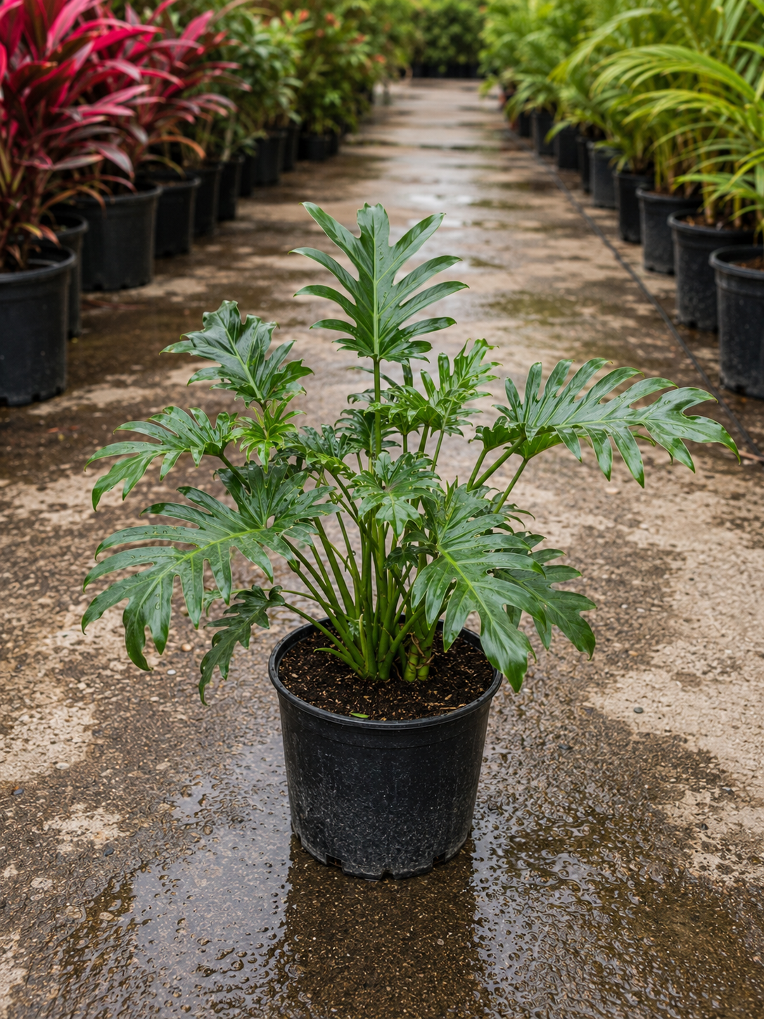 Split-Leaf Philodendron ‘Xanadu’ (Thaumatophyllum xanadu)
