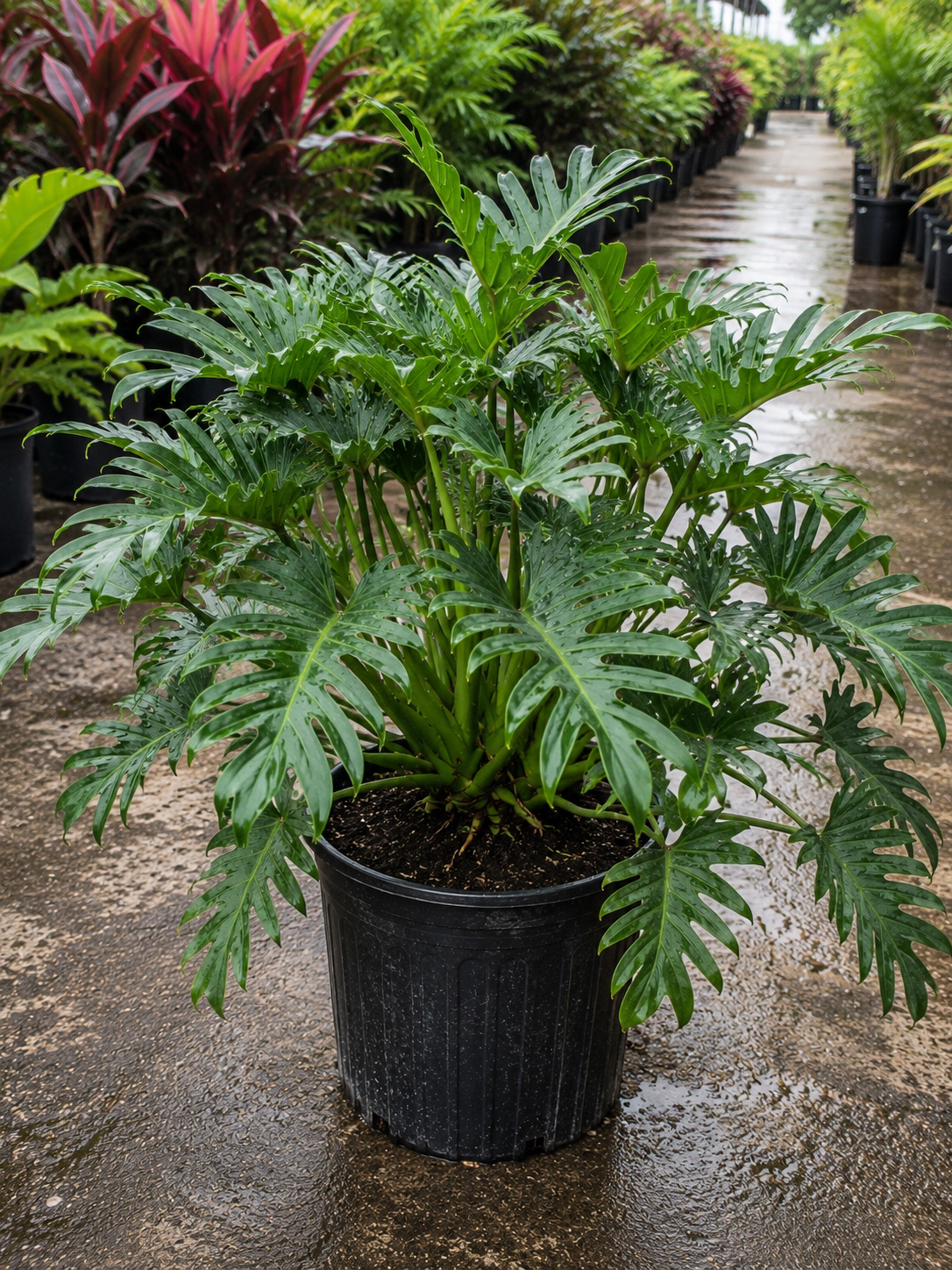 Split-Leaf Philodendron ‘Xanadu’ (Thaumatophyllum xanadu)