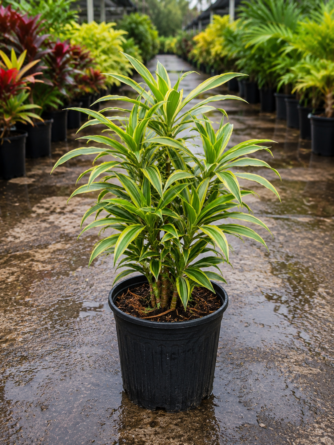 Song of India (Dracaena reflexa ‘Song of India’)