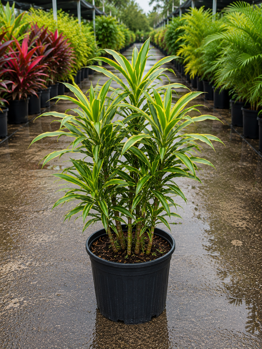 Song of India (Dracaena reflexa ‘Song of India’)