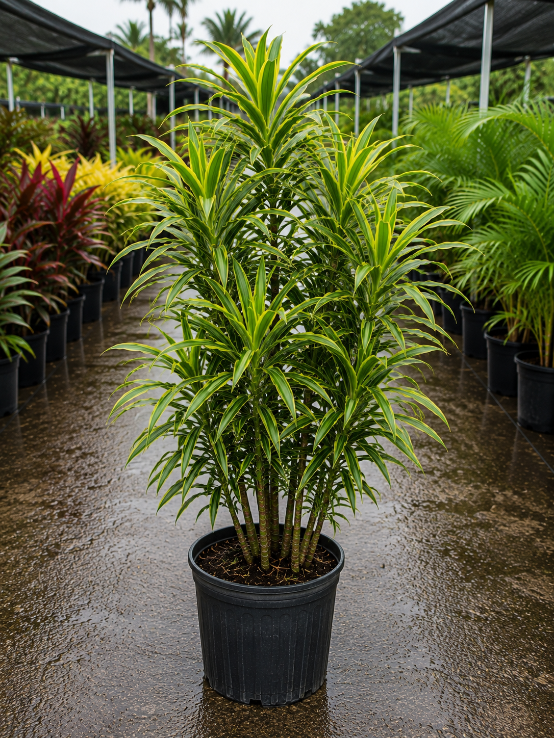Song of India (Dracaena reflexa ‘Song of India’)