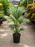 Ribbon Palm (Livistona decipiens)