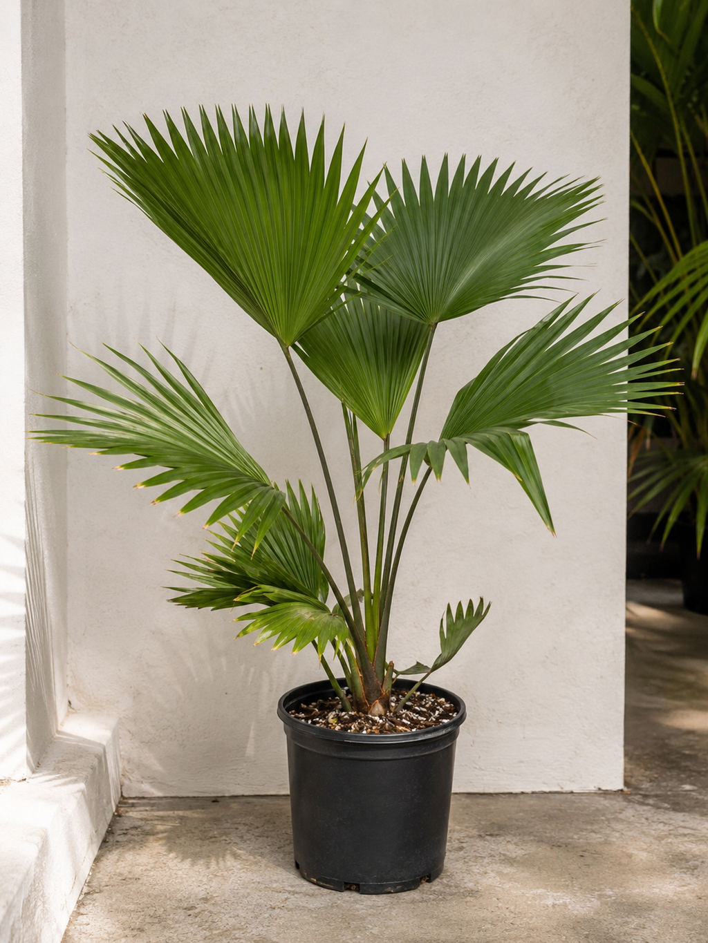 Ribbon Palm (Livistona decipiens)