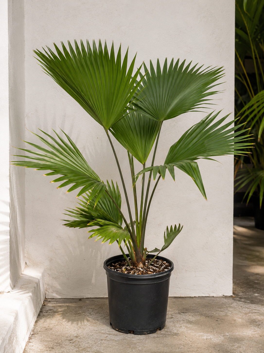 Ribbon Palm (Livistona decipiens)
