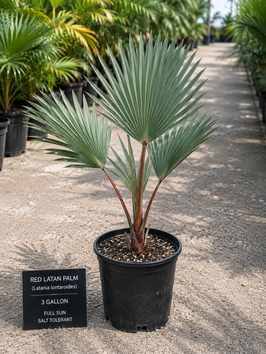 Red Latan Palm (Latania lontaroides)
