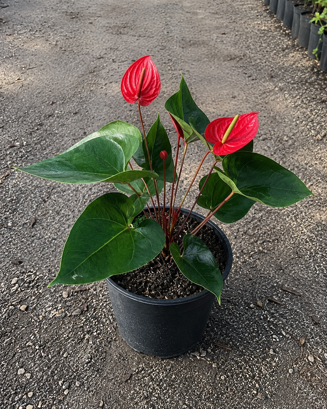 Red Heart Anthurium (Anthurium andraeanum)