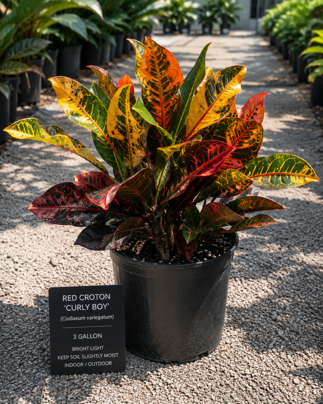 Red Croton ‘Curly Boy’ (Codiaeum variegatum)