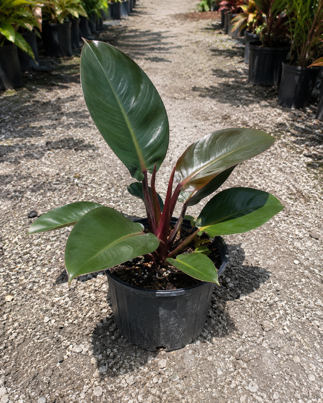 Red Congo Philodendron / ‘Rojo Congo’ (Philodendron ‘Rojo Congo’)