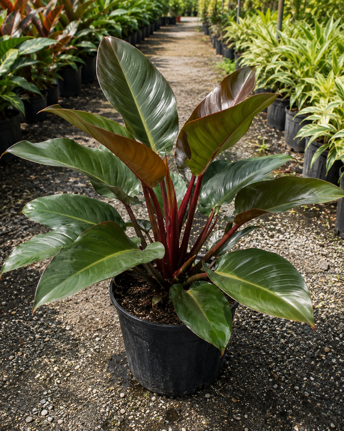 Red Congo Philodendron / ‘Rojo Congo’ (Philodendron ‘Rojo Congo’)