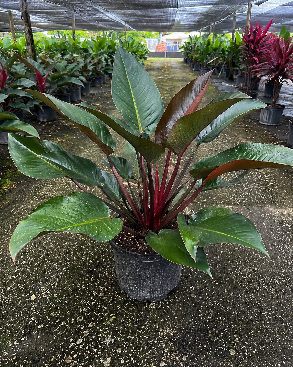Red Congo Philodendron / ‘Rojo Congo’ (Philodendron ‘Rojo Congo’)