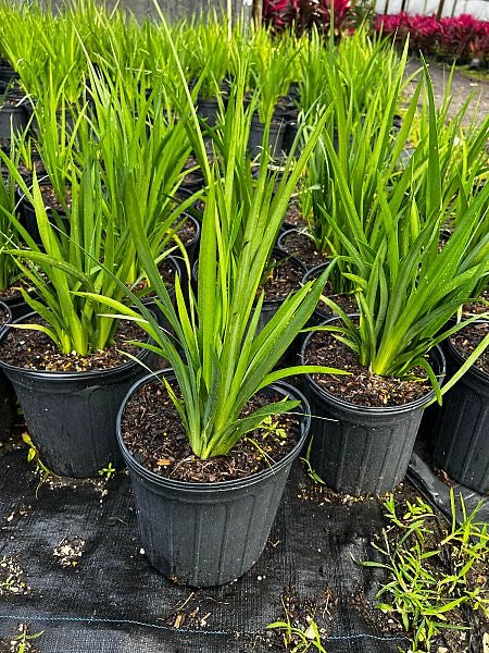African White Iris / (Dietes iridioides)