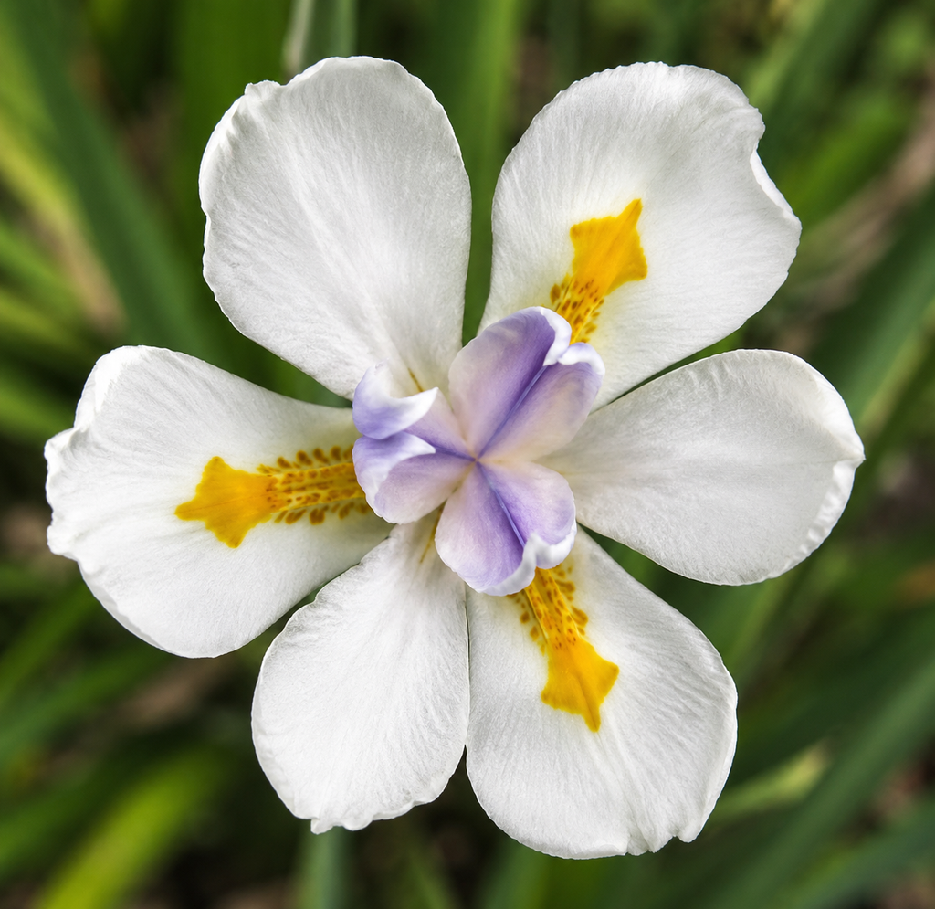 African White Iris / (Dietes iridioides)