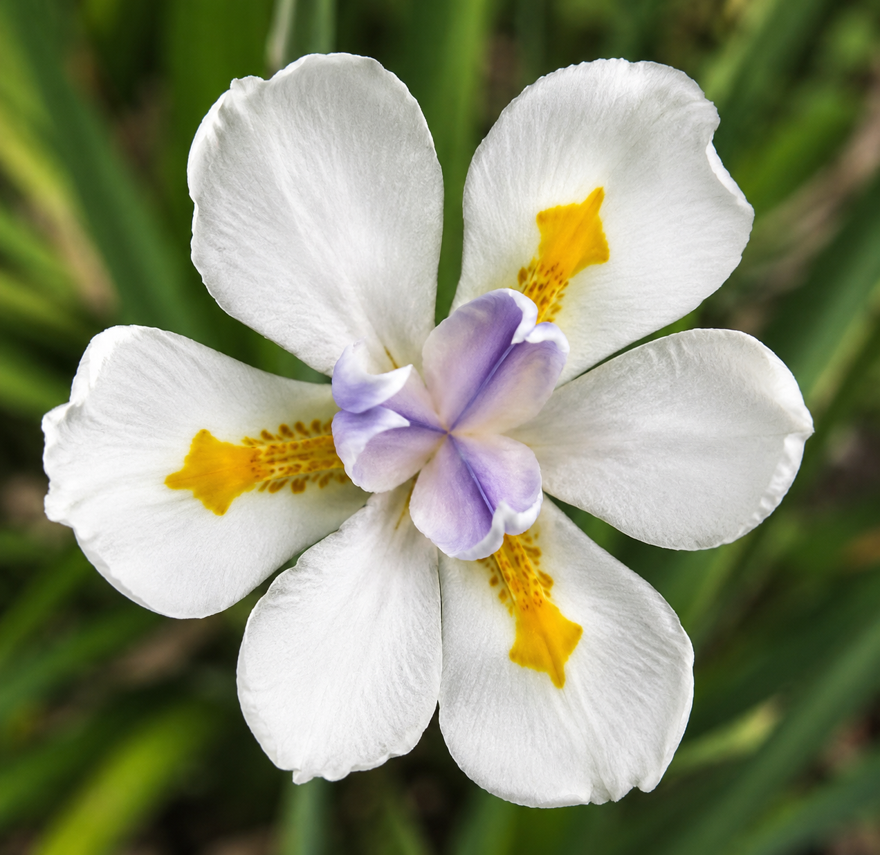 African White Iris / (Dietes iridioides)