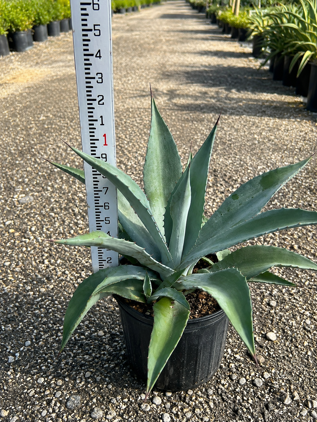 Agave Americana (Century Plant)