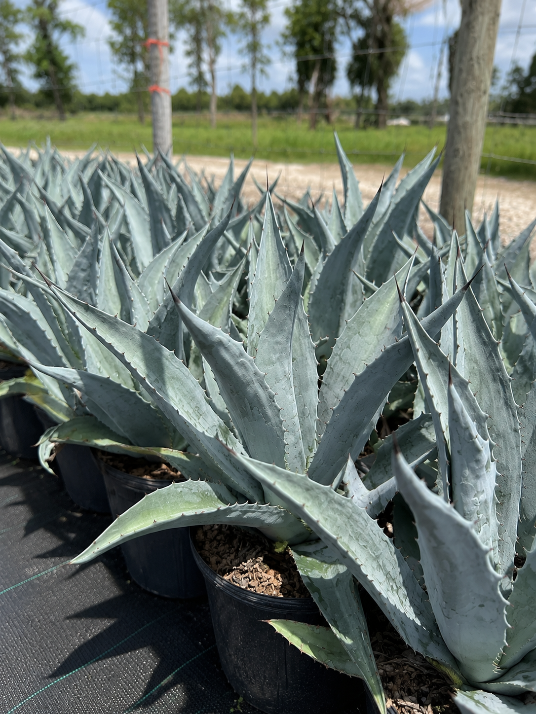 Agave Americana (Century Plant)
