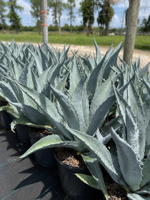 Agave Americana (Century Plant)