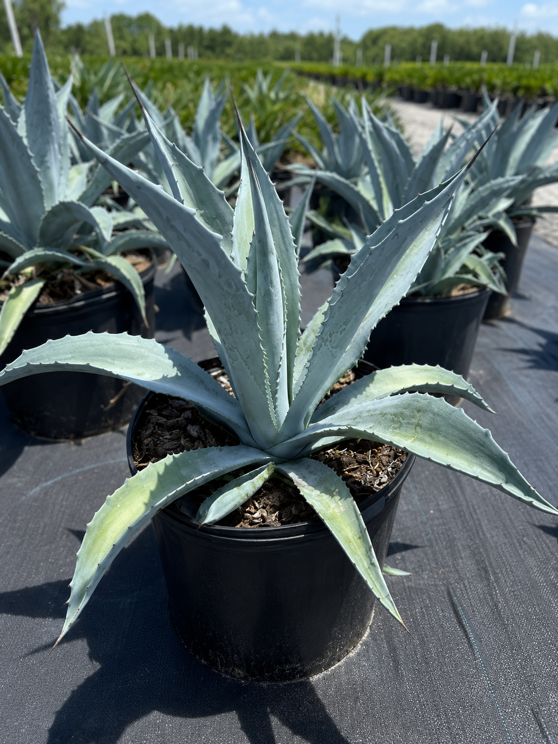 Agave Americana (Century Plant)