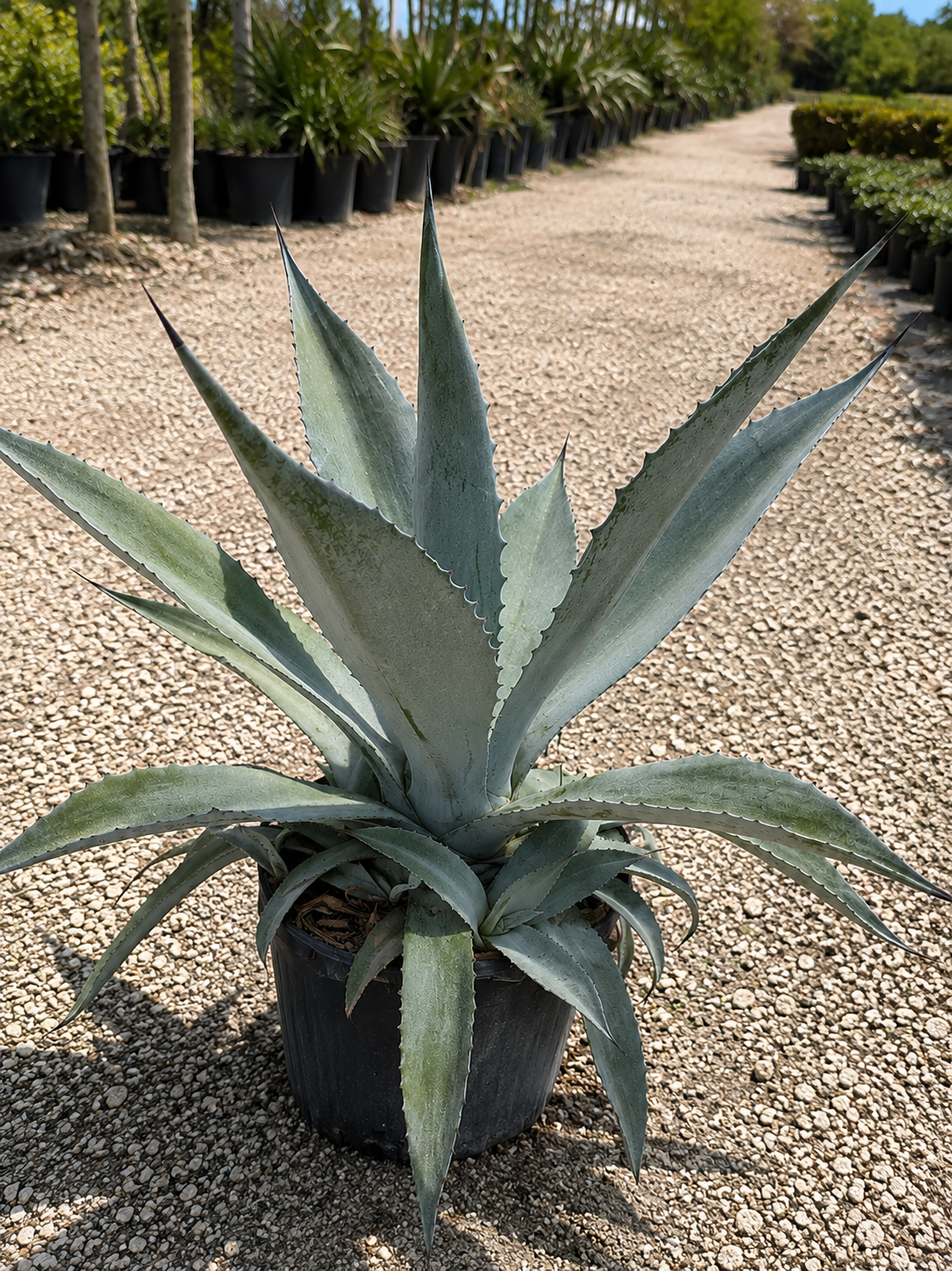 Agave Americana (Century Plant)