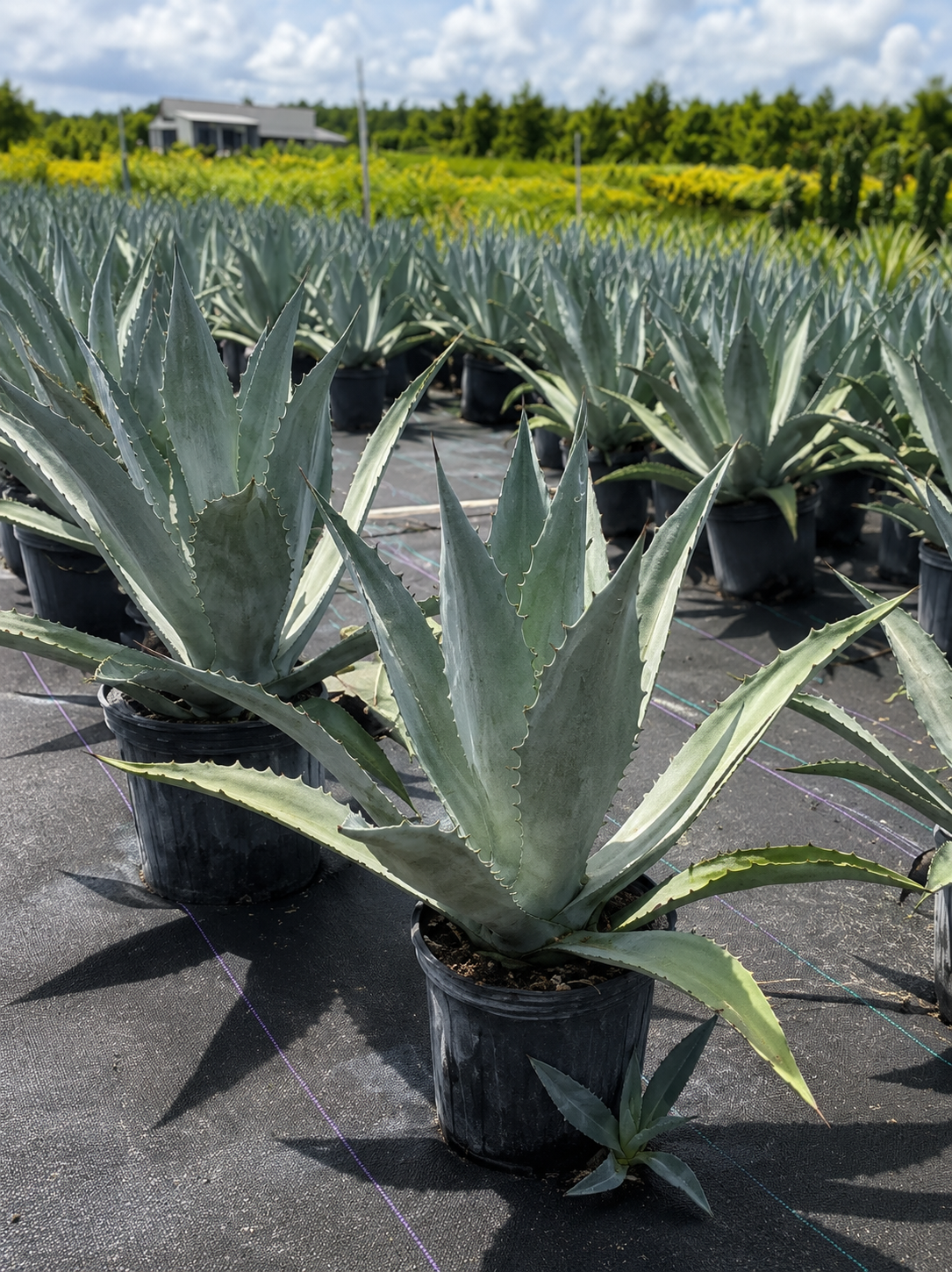 Agave Blue (Agave tequilana)