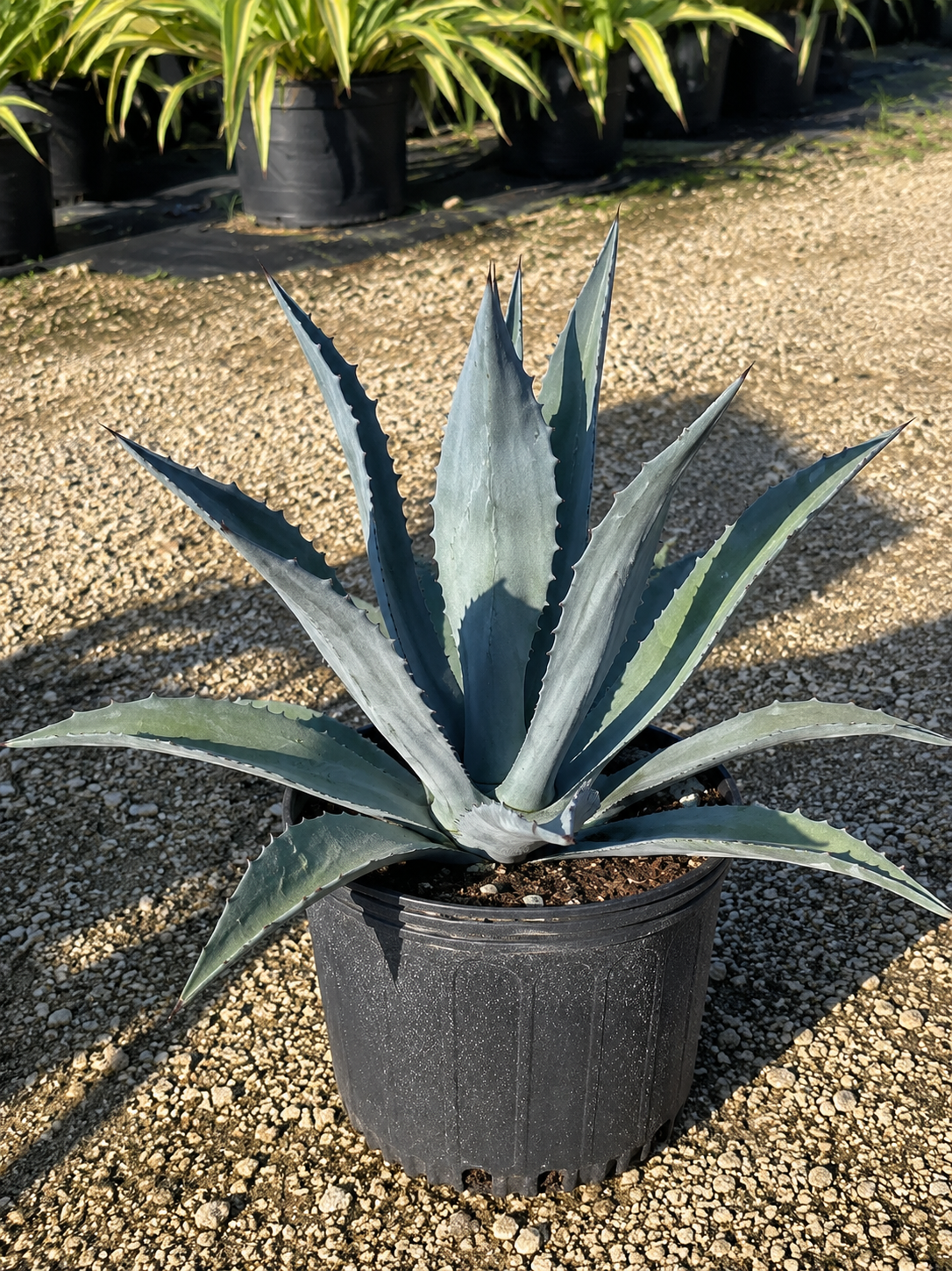Agave Blue (Agave tequilana)