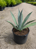 Agave Blue (Agave tequilana)