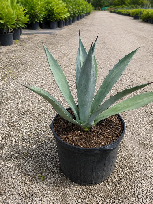 Agave Blue (Agave tequilana)
