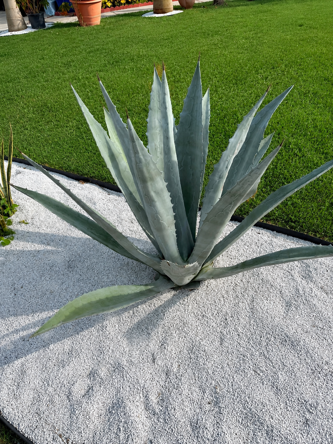 Agave Blue (Agave tequilana)