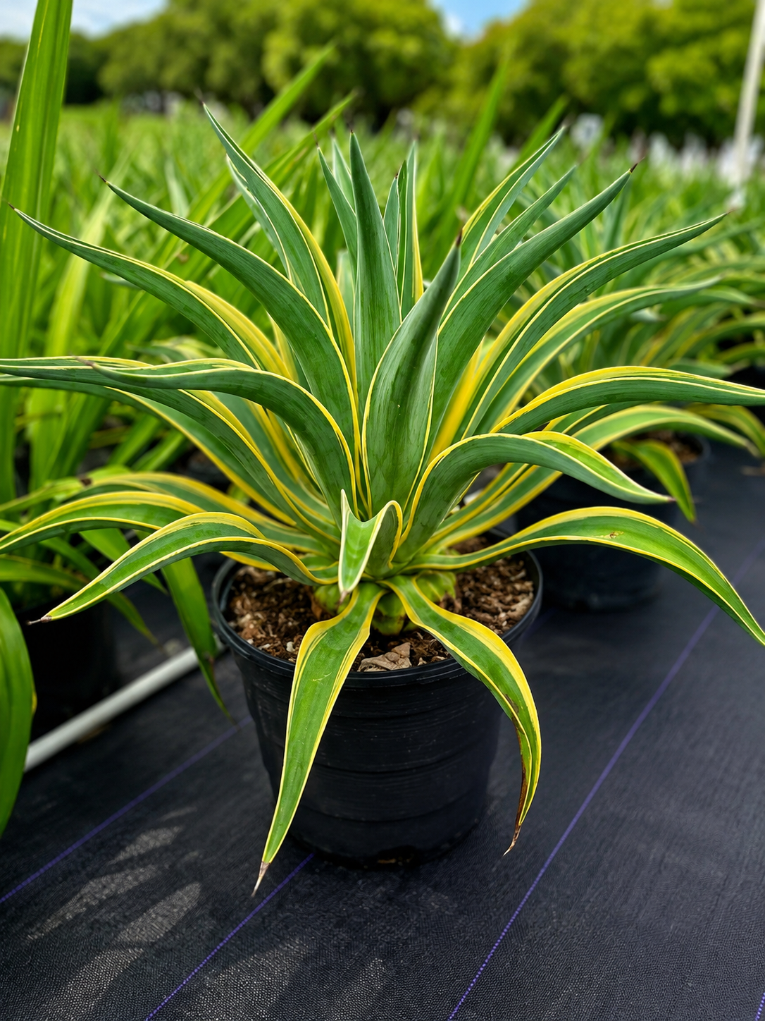 Agave Desmettiana ‘Variegata’