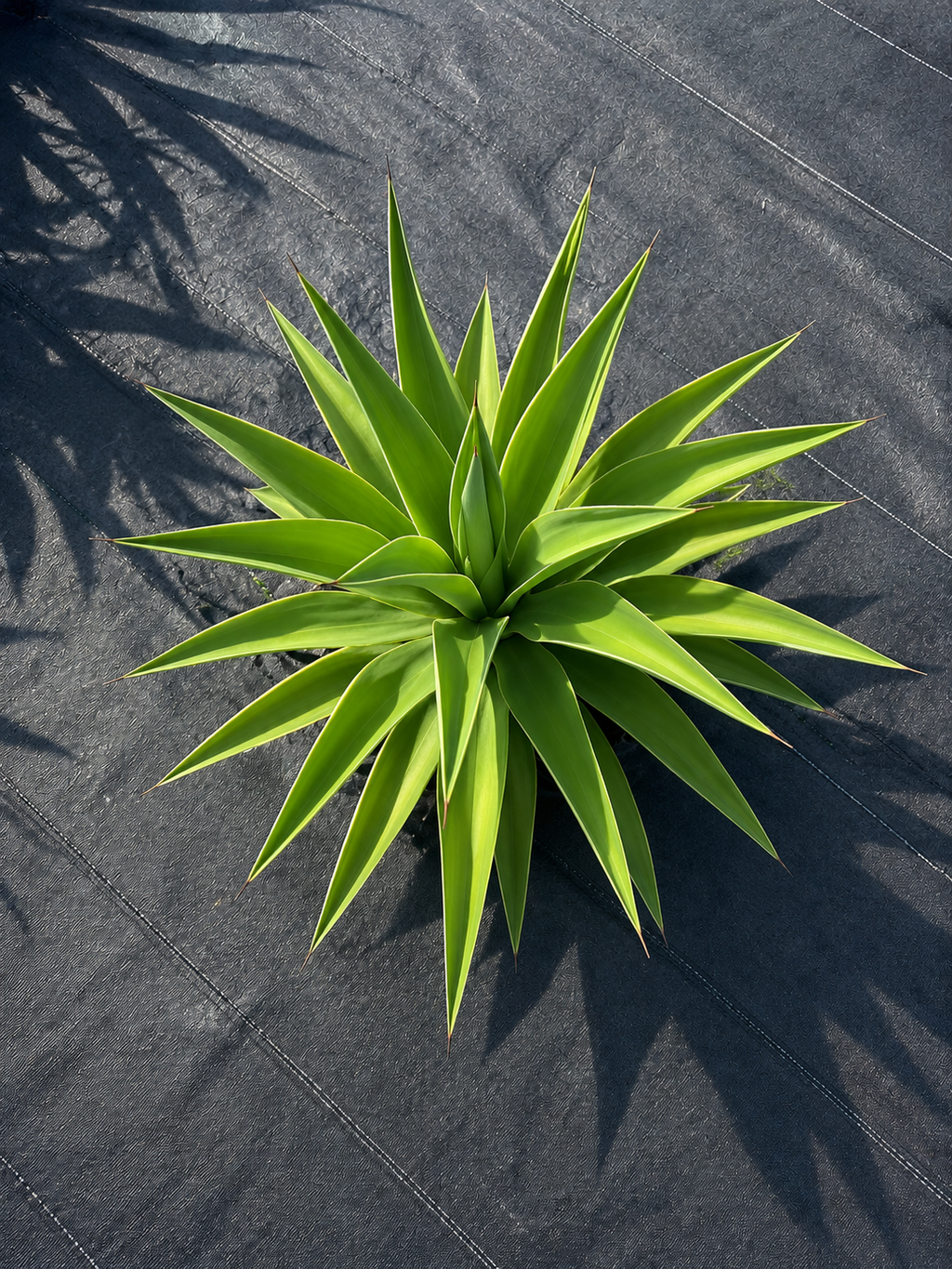Agave Desmettiana ‘Variegata’