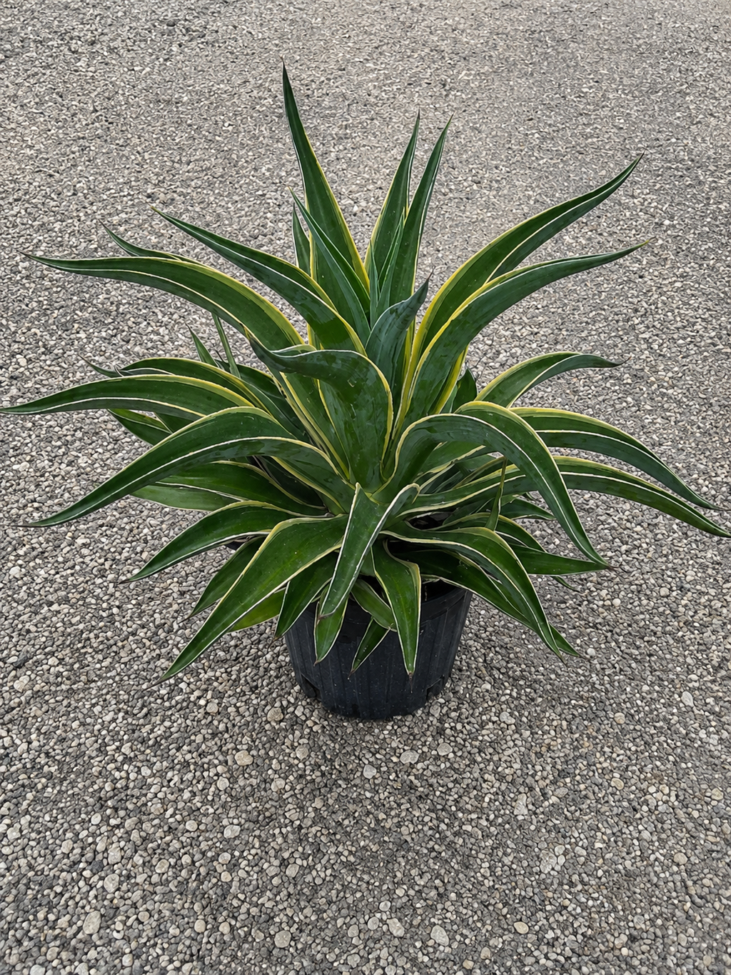 Agave Desmettiana ‘Variegata’