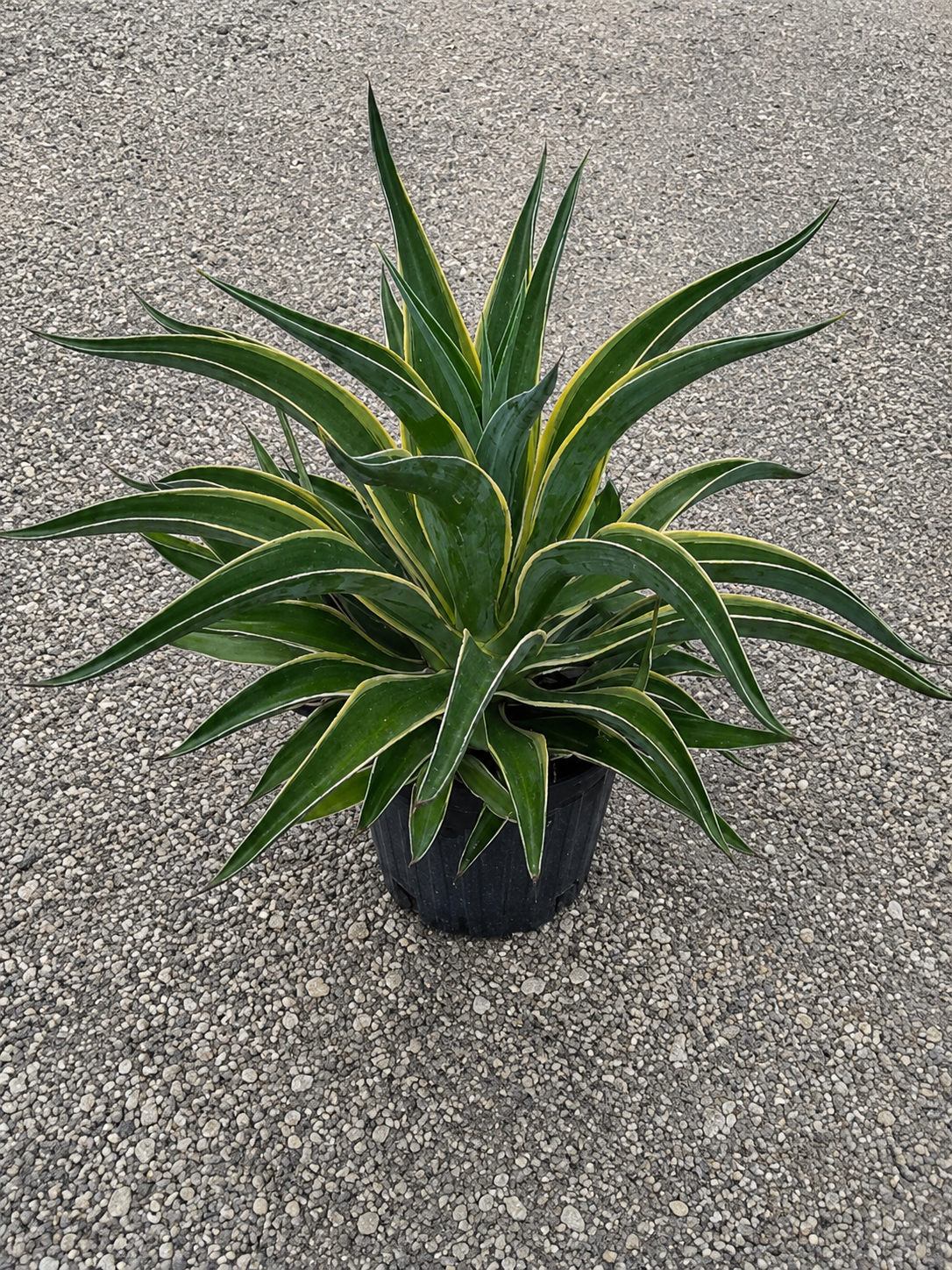 Agave Desmettiana ‘Variegata’