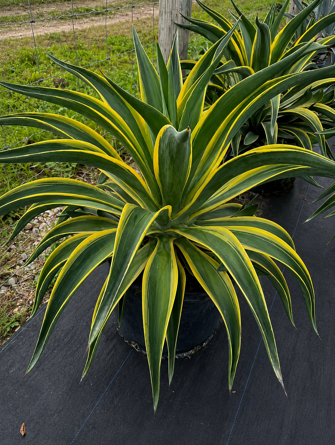 Agave Desmettiana ‘Variegata’