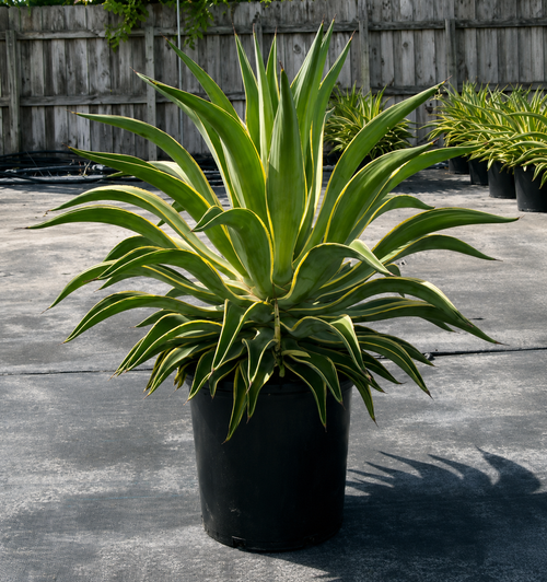 Agave Desmettiana ‘Variegata’