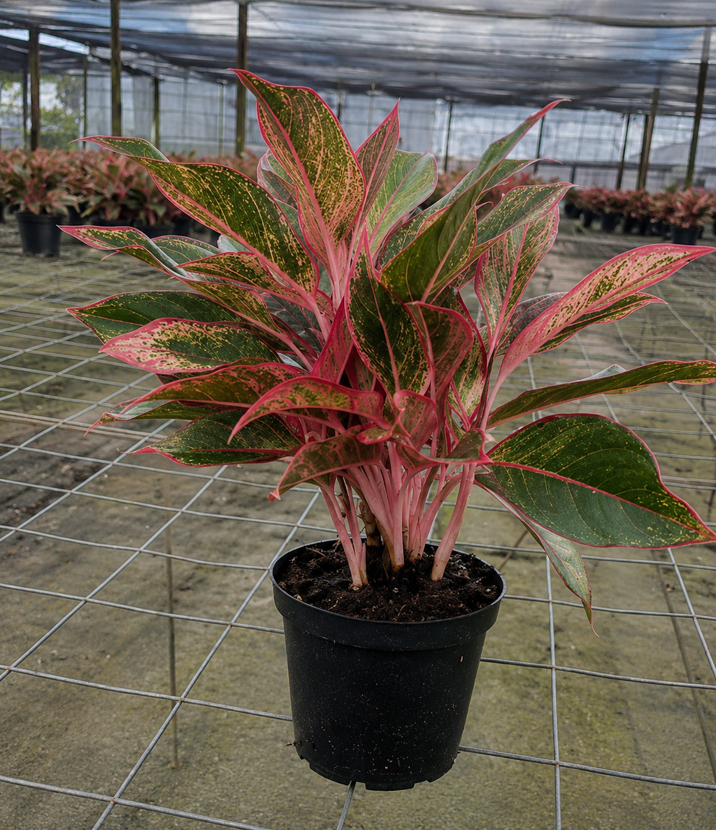 Aglaonema ‘Siam Red’